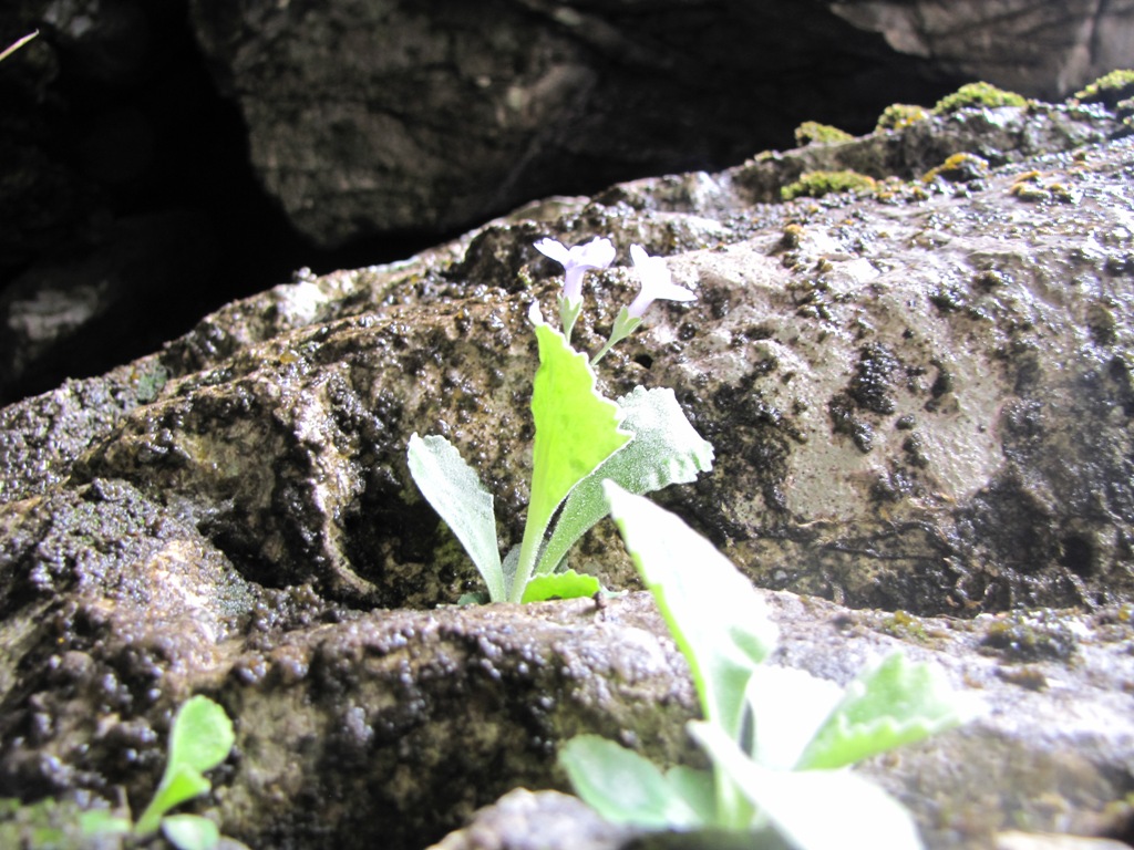 Primula albenensis / Primula del M. Alben